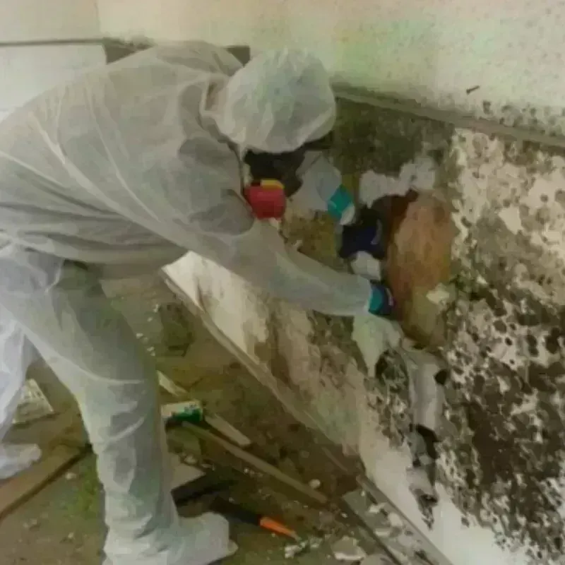 Mold Remediation and Removal in Brown County, NE